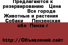 Предлагаются к резервированию › Цена ­ 16 000 - Все города Животные и растения » Собаки   . Пензенская обл.,Пенза г.